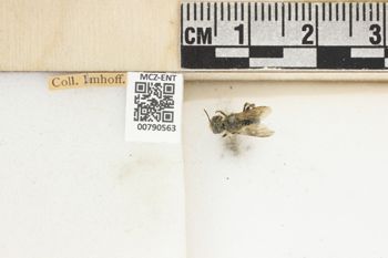 Media type: image;   Entomology 790563 Aspect: Labels